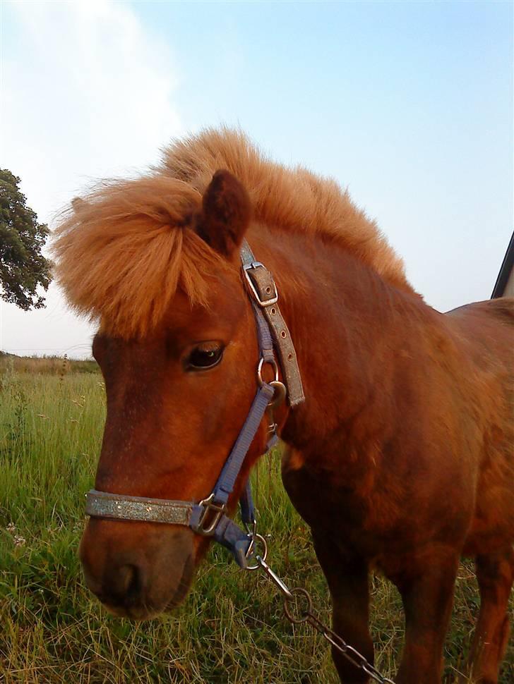 Shetlænder Asterix SOLGT - RIXE<3  billede 13