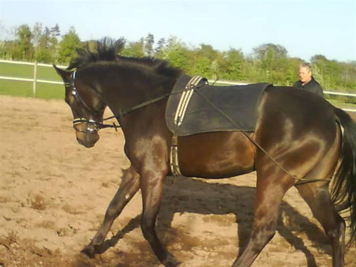 Anden særlig race Beautiful Girl (Solgt) - charme, selvtillid og lækkert hår <3 billede 8