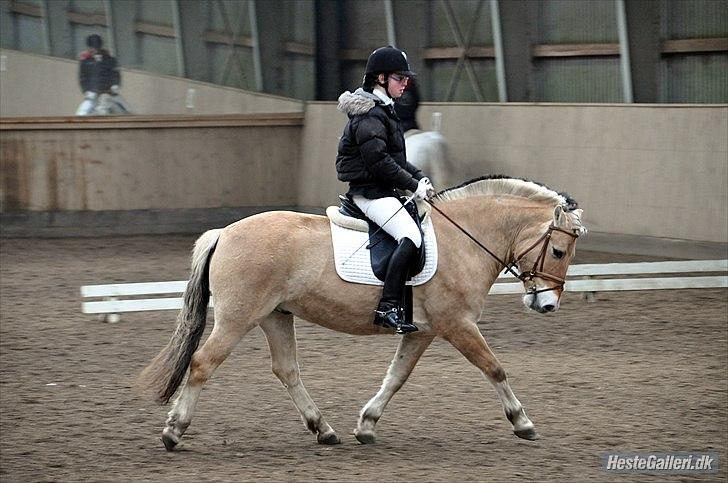 Fjordhest Buller - Her er vi til vores aller sidste stævne sammen :( elsker dig dreng <3 billede 2