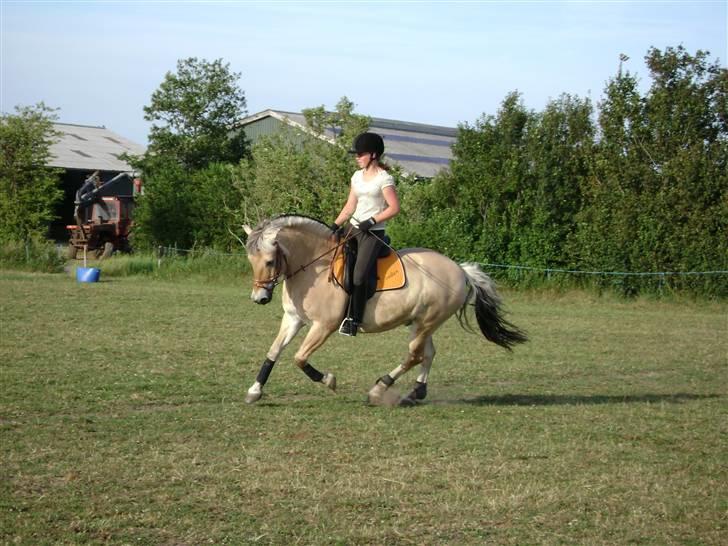 Fjordhest Buller billede 3