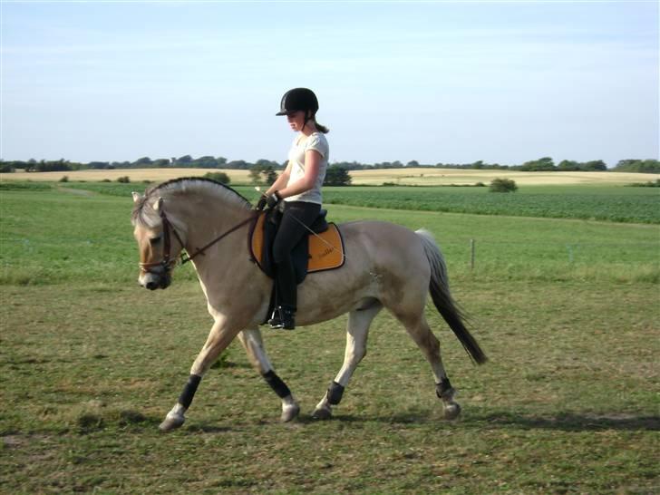 Fjordhest Buller - han kan skam godt <333 billede 4