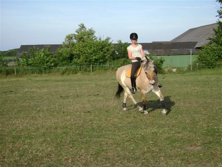 Fjordhest Buller billede 5