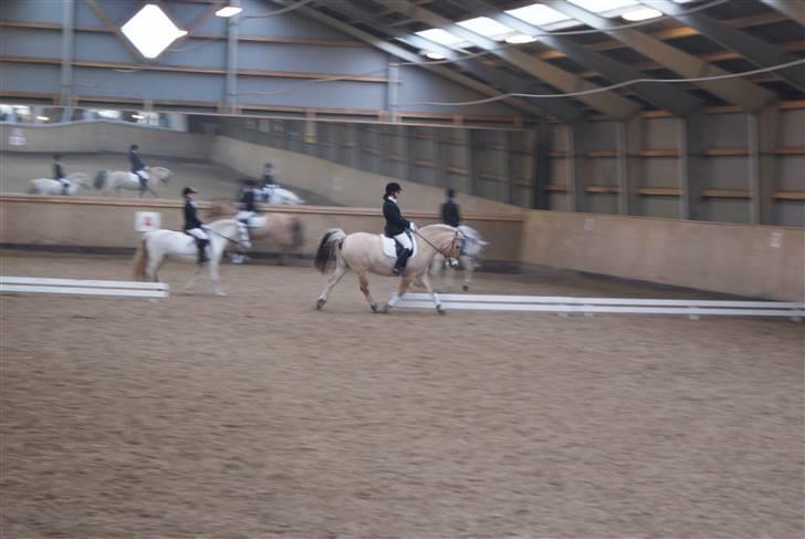 Fjordhest Buller billede 6