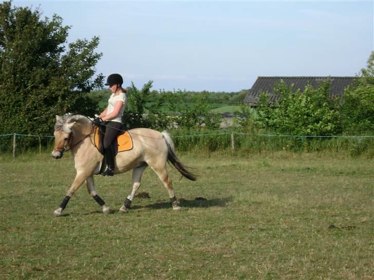 Fjordhest Buller - du er så sød :D billede 7