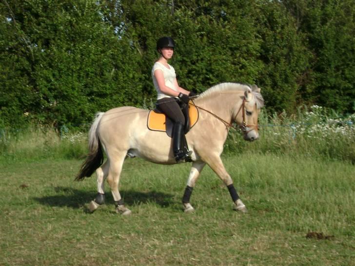 Fjordhest Buller billede 8