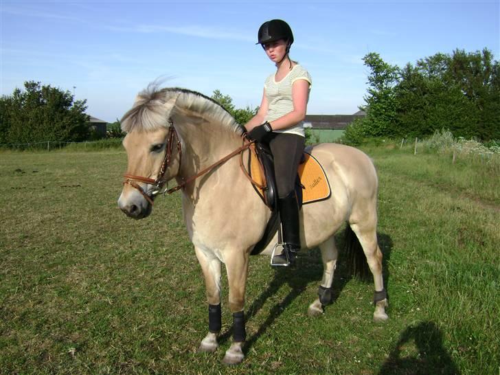 Fjordhest Buller billede 9