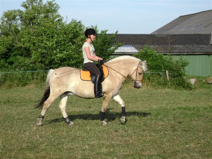 Fjordhest Buller billede 10