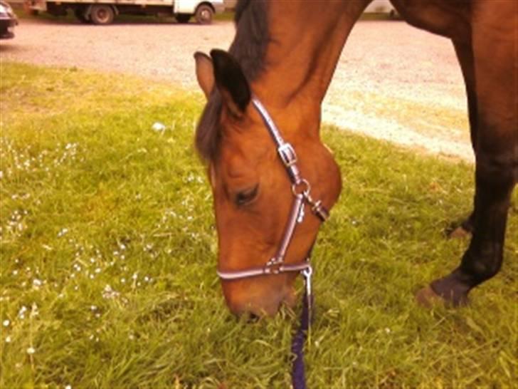 Dansk Varmblod Donna - Behandling ve Tove Due på Stutteri Klosterheden 26. maj 2009 billede 13