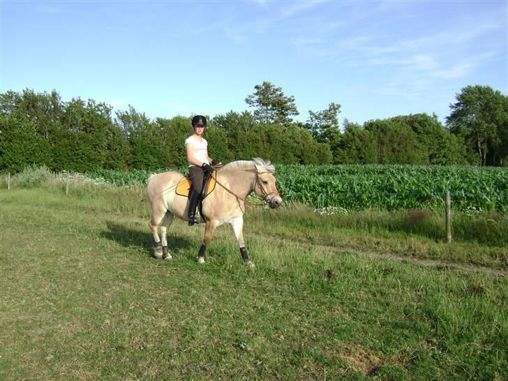 Fjordhest Buller billede 11