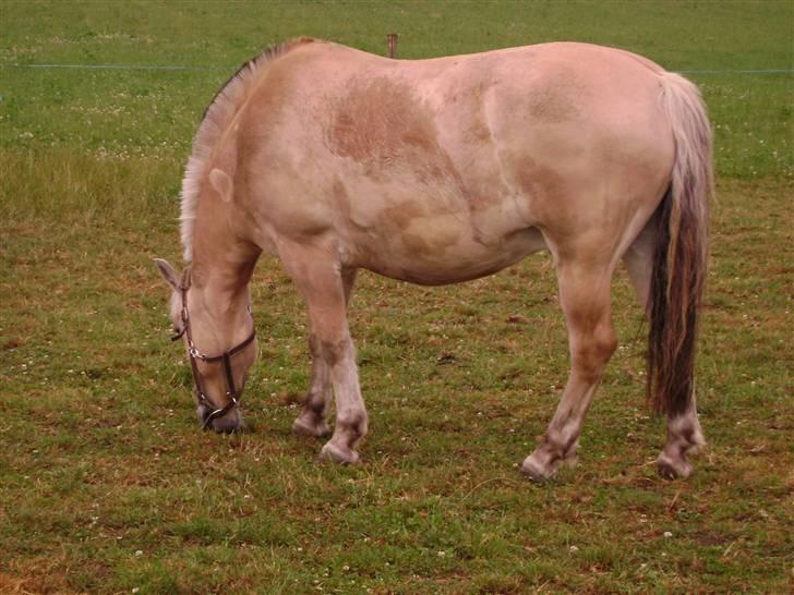 Fjordhest Buller billede 13