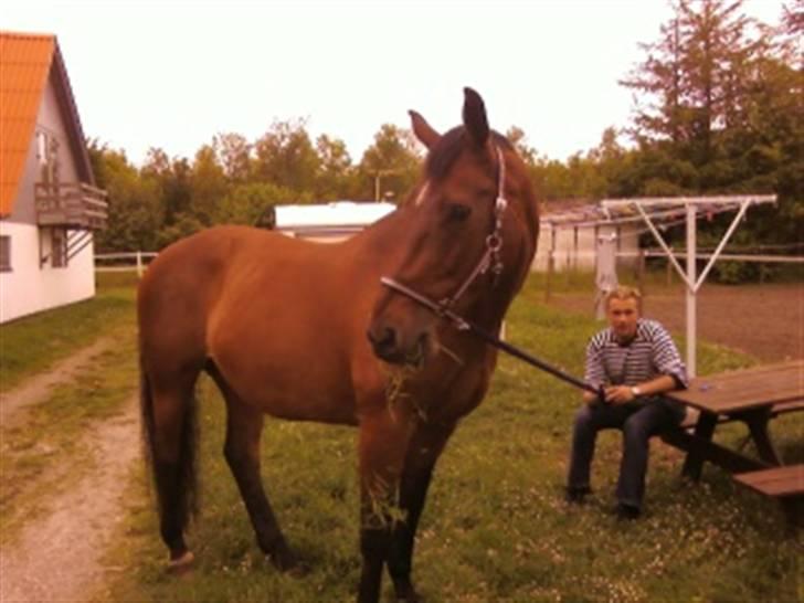 Dansk Varmblod Donna - Behandling ve Tove Due på Stutteri Klosterheden 26. maj 2009 billede 14