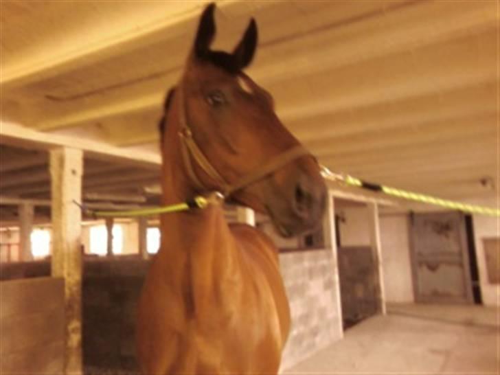 Dansk Varmblod Donna - Sommer 2009 Hillerslev billede 15