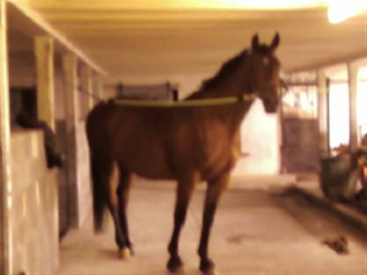 Dansk Varmblod Donna - Sommer 2009 Hillerselv billede 16