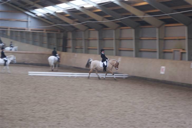 Fjordhest Buller billede 14