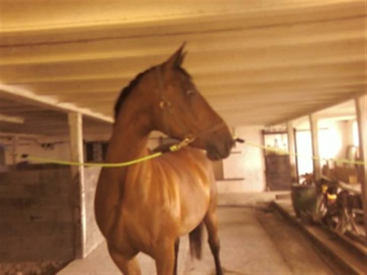 Dansk Varmblod Donna - Sommer 2009 Hillerselv billede 17