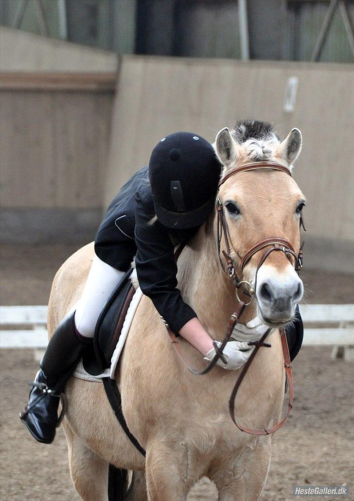 Fjordhest Buller - Vores allersidste dressurstævne :( elsker dig Buller bassen <3 billede 15