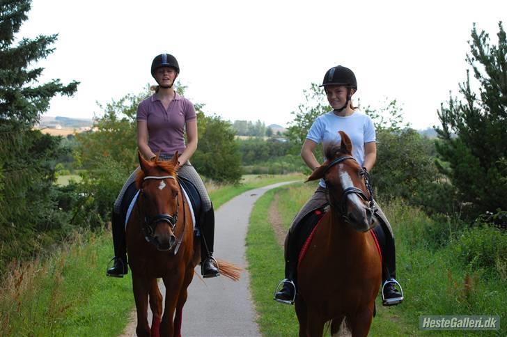Anden særlig race Fantasi  - Haha, Fanta der ryster sig, for der er en masse fluer!! :D VBR Foto: Kasper. billede 11