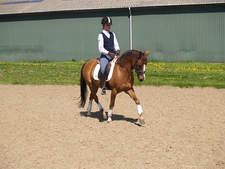 Anden særlig race Fantasi  - Min berider Heidi Hoffmann som lige tog en tur på Fanne-panne<3 :D billede 13