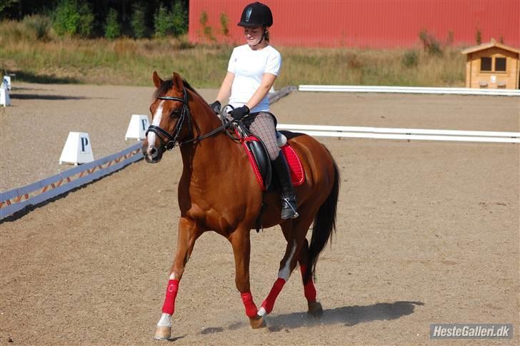 Anden særlig race Fantasi  - Fantasi<3 Travøgning. :) VBR.. Foto: Kasper. billede 14