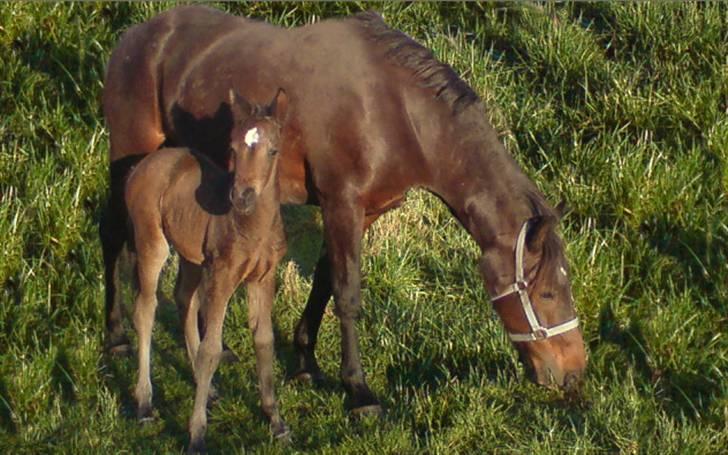 Anden særlig race Beautiful Girl (Solgt) - Buttie og hendes Mor Melinda <3 billede 12