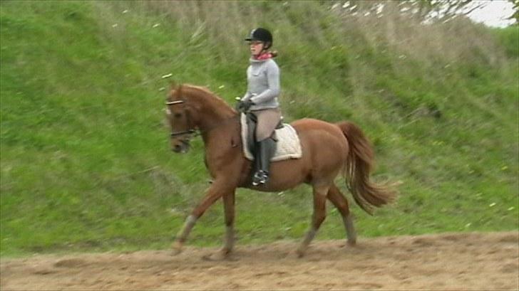 Anden særlig race Picasso billede 12