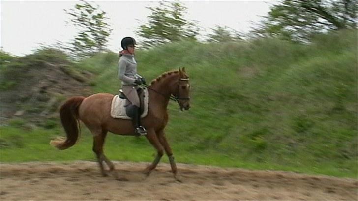 Anden særlig race Picasso - Han er så dejlig :D <3333 billede 13