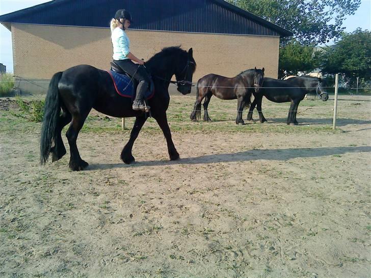 Frieser Mara (Tilred) - smuk:) billede 2