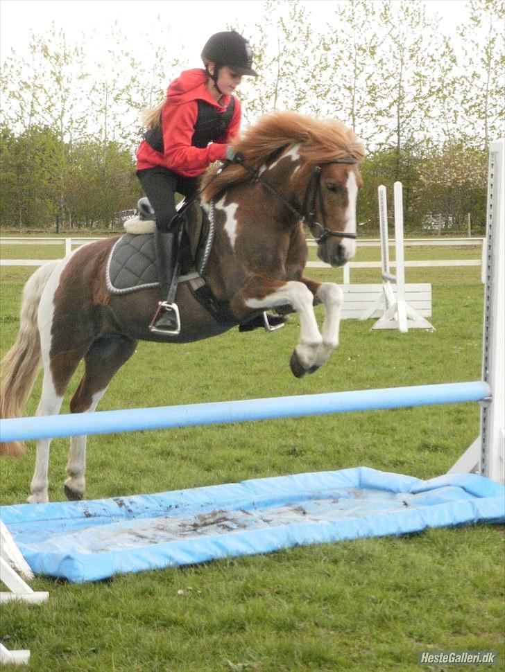 Anden særlig race Pegasus - Smukke!! billede 11