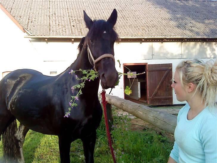 Frieser Mara (Tilred) - er hun ikk nuttet spiser blomst:) hah billede 9