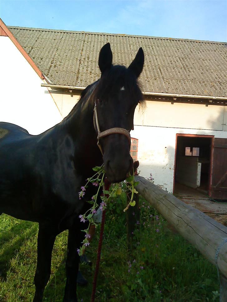 Frieser Mara (Tilred) - <3 billede 10