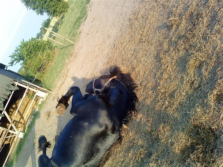 Frieser Mara (Tilred) - dejligt:)  billede 12