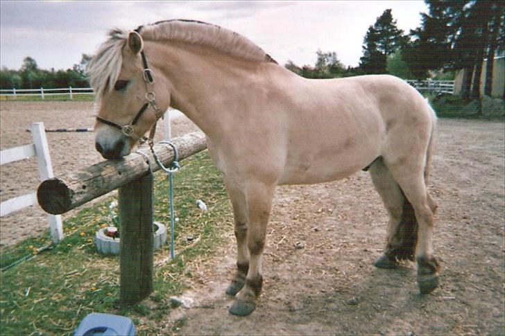 Fjordhest Kvint Frølunde <3 billede 16