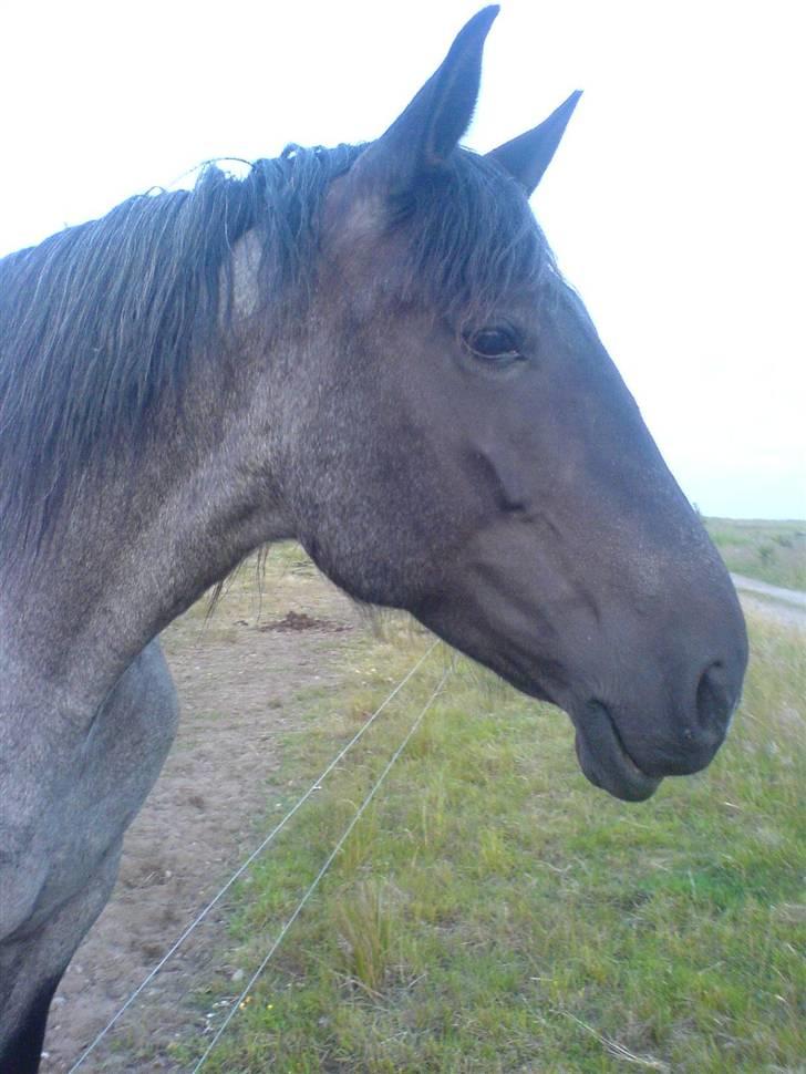 Noriker  Molly RIP. billede 7