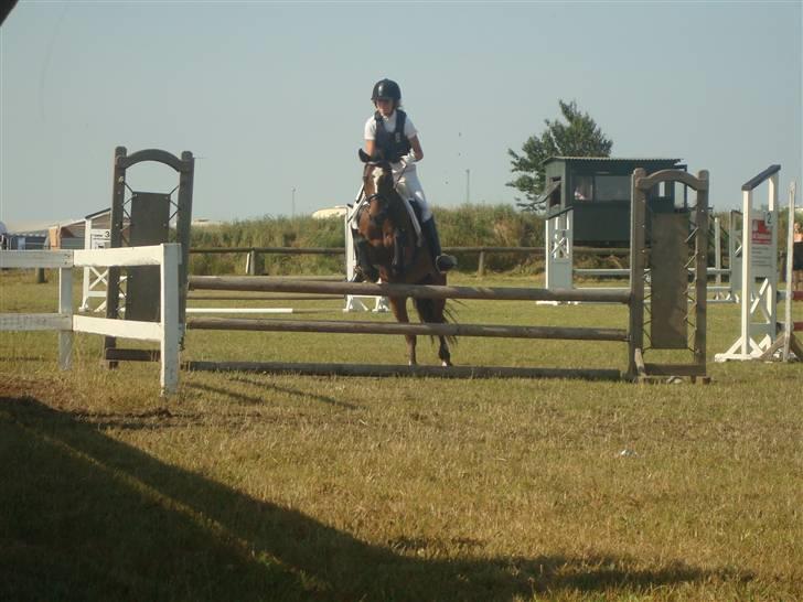 DSP Bæklunds Remus - solgt - stævne billede 9