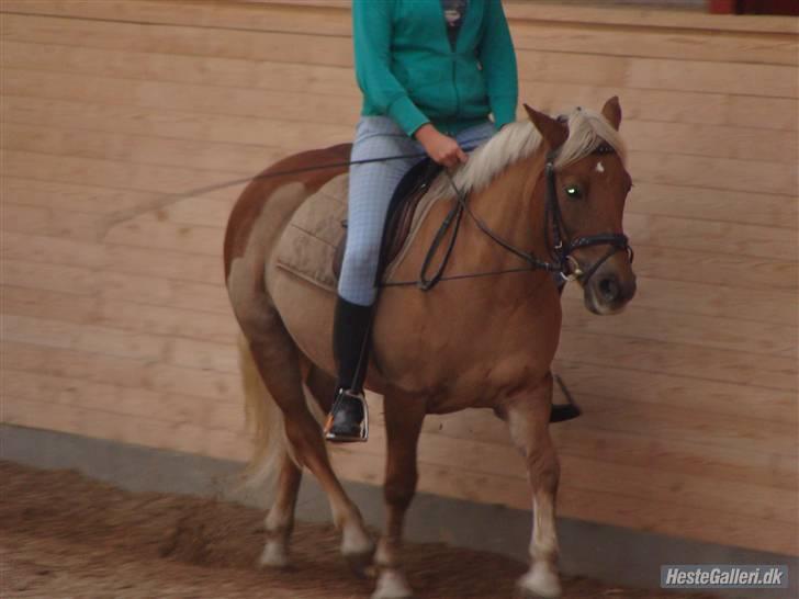 Haflinger Bosse<3 (EUR elevpony) - Billedet taget af: Amanda Schubert billede 16