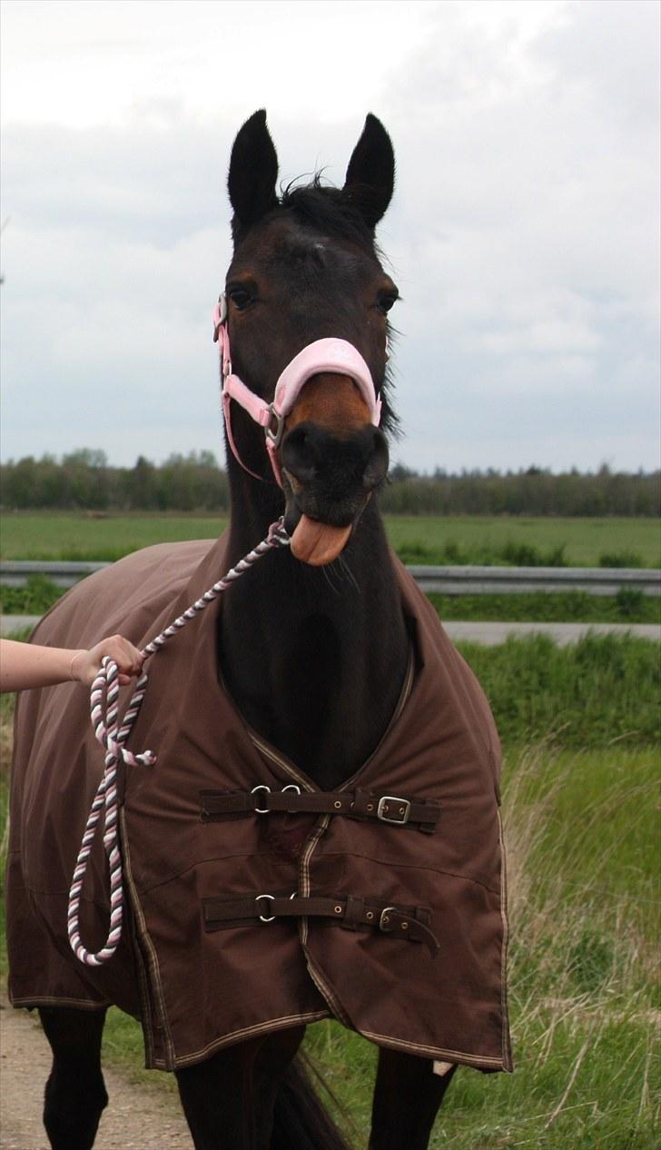 Traver Queen For Charity (SE) - billedet er taget af Marlene ølgod billede 1