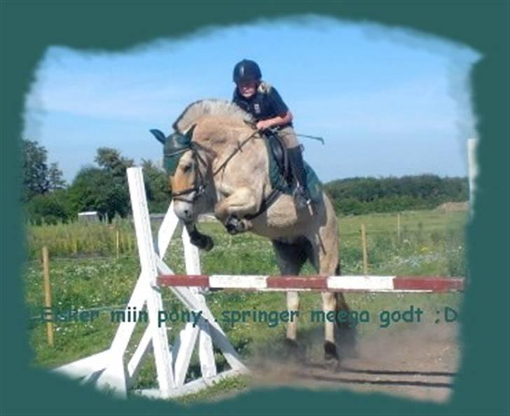 Fjordhest Loet Basland *mit alt<3* billede 1