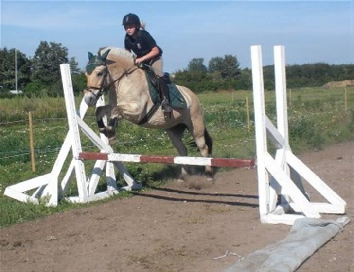 Fjordhest Loet Basland *mit alt<3* billede 2