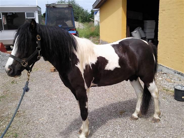 Anden særlig race Tonto aka sportsko - datters part billede 1