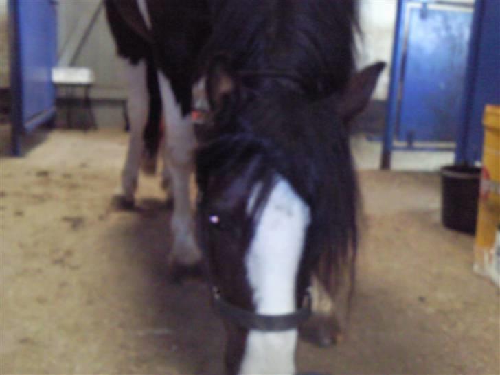 Anden særlig race Tonto aka sportsko - datters part billede 3