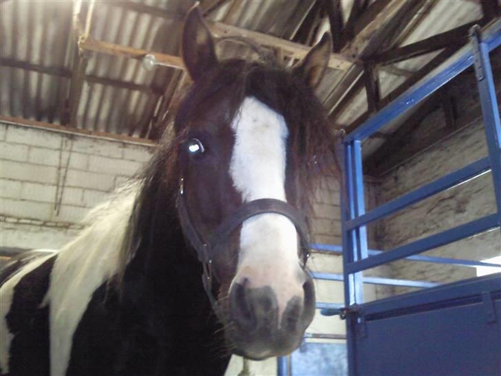 Anden særlig race Tonto aka sportsko - datters part billede 4