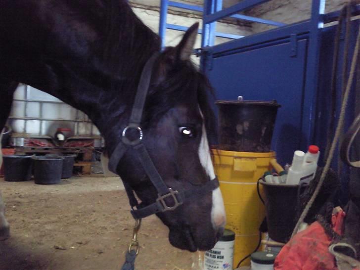 Anden særlig race Tonto aka sportsko - datters part billede 5