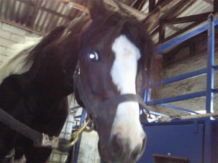 Anden særlig race Tonto aka sportsko - datters part billede 6