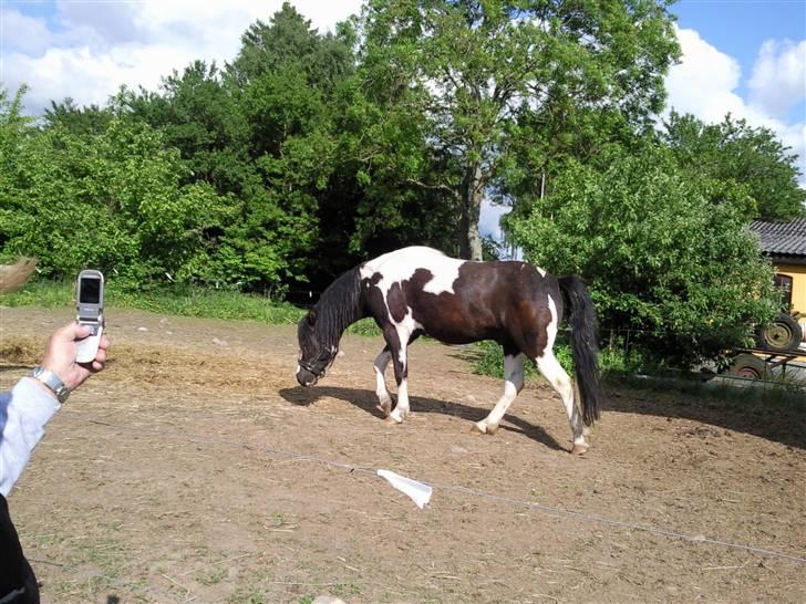 Anden særlig race Tonto aka sportsko - datters part billede 7