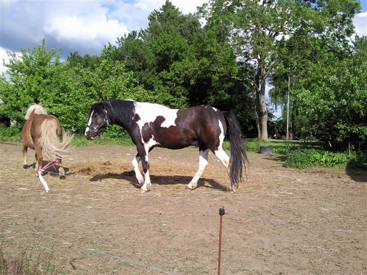 Anden særlig race Tonto aka sportsko - datters part billede 8