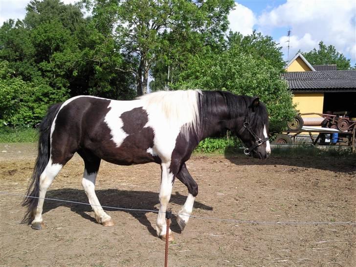 Anden særlig race Tonto aka sportsko - datters part billede 9