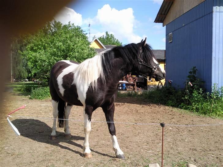 Anden særlig race Tonto aka sportsko - datters part billede 10