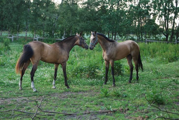 Akhal-Tekiner SHERHAN - Sherhan og Galambiia på fold sammen billede 11