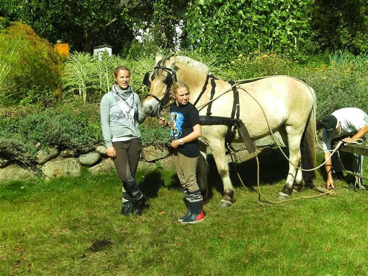 Fjordhest Loet Basland *mit alt<3* billede 3