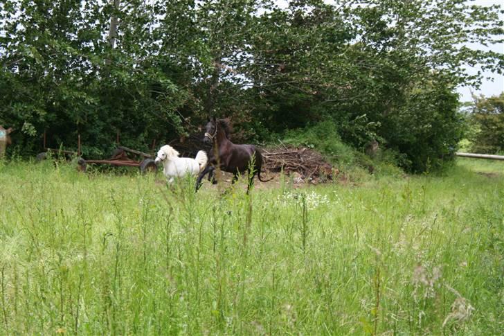Shetlænder Christina´s Tulle  - Fuld fart, med mig gode veninde:) billede 10